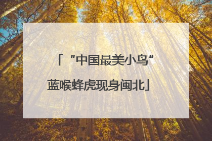 “中国最美小鸟”蓝喉蜂虎现身闽北