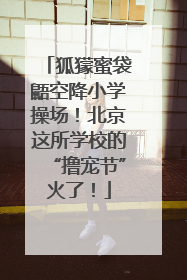 狐獴蜜袋鼯空降小学操场！北京这所学校的“撸宠节”火了！