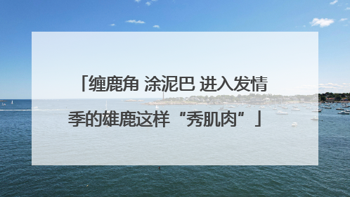 缠鹿角 涂泥巴 进入发情季的雄鹿这样“秀肌肉”