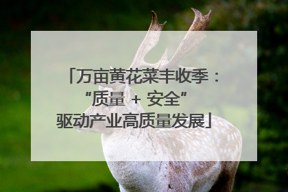 万亩黄花菜丰收季：“质量 + 安全” 驱动产业高质量发展