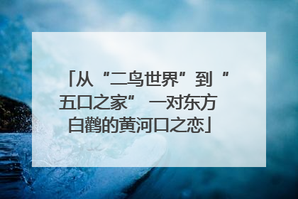 从“二鸟世界”到“五口之家” 一对东方白鹳的黄河口之恋