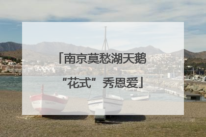 南京莫愁湖天鹅“花式”秀恩爱