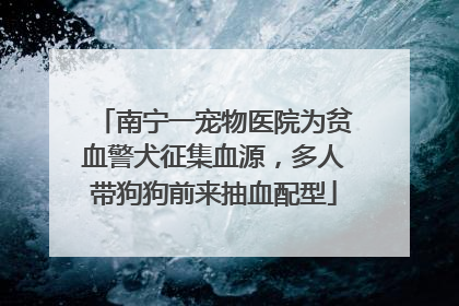 南宁一宠物医院为贫血警犬征集血源，多人带狗狗前来抽血配型