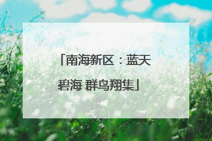 南海新区：蓝天碧海 群鸟翔集