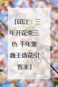 印江：三年开花变三色 千年紫薇王盛花引客来