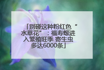 别碰这种粉红色“水草花”：福寿螺进入繁殖旺季 寄生虫多达6000条