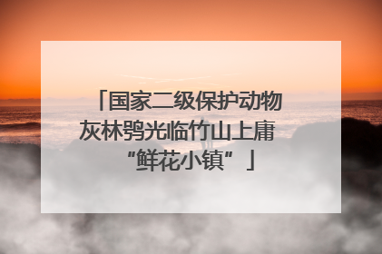 国家二级保护动物灰林鸮光临竹山上庸“鲜花小镇”