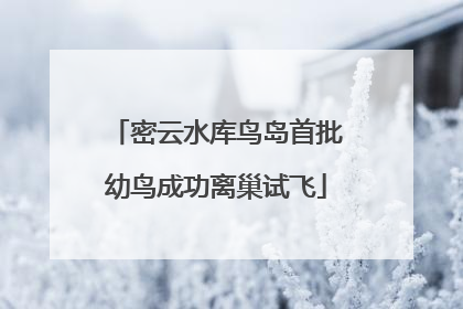 密云水库鸟岛首批幼鸟成功离巢试飞