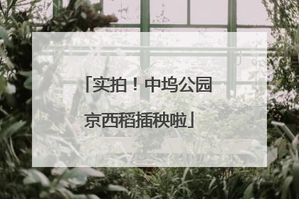 实拍！中坞公园京西稻插秧啦