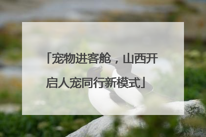 宠物进客舱，山西开启人宠同行新模式