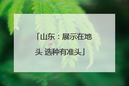 山东：展示在地头 选种有准头