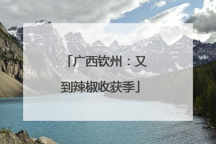 广西钦州：又到辣椒收获季