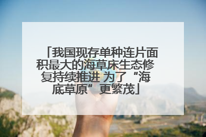 我国现存单种连片面积最大的海草床生态修复持续推进 为了“海底草原”更繁茂