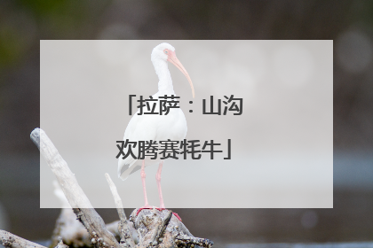 拉萨：山沟欢腾赛牦牛