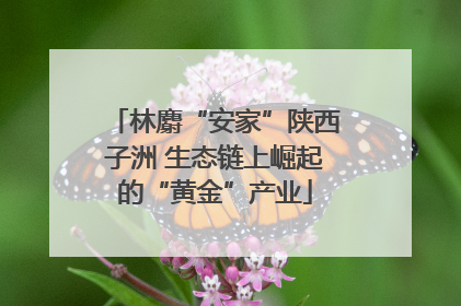 林麝“安家”陕西子洲 生态链上崛起的“黄金”产业