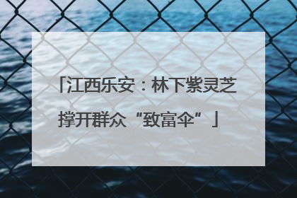 江西乐安：林下紫灵芝撑开群众“致富伞”