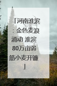 河南淮滨：金色麦浪涌动 淮滨80万亩弱筋小麦开镰