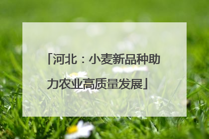 河北：小麦新品种助力农业高质量发展