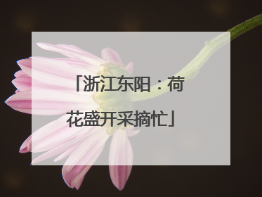 浙江东阳：荷花盛开采摘忙