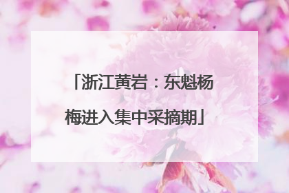 浙江黄岩：东魁杨梅进入集中采摘期