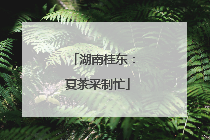 湖南桂东：夏茶采制忙