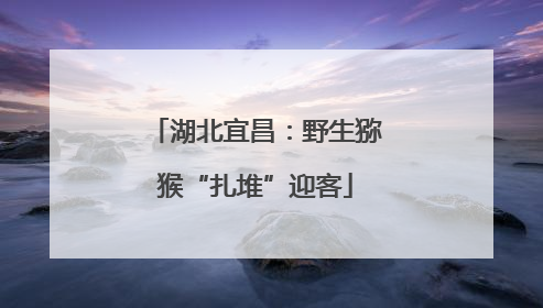湖北宜昌：野生猕猴“扎堆”迎客