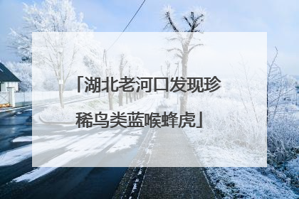 湖北老河口发现珍稀鸟类蓝喉蜂虎