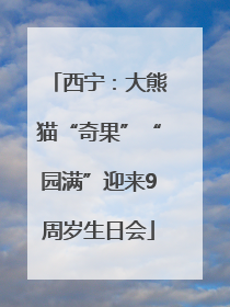 西宁：大熊猫“奇果”“园满”迎来9周岁生日会