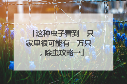 这种虫子看到一只家里很可能有一万只，除虫攻略→