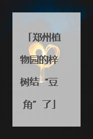 郑州植物园的梓树结“豆角”了