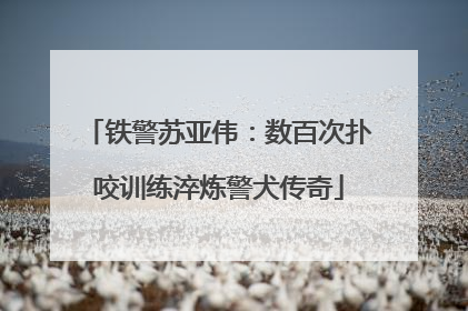 铁警苏亚伟：数百次扑咬训练淬炼警犬传奇