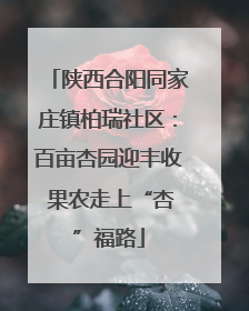 陕西合阳同家庄镇柏瑞社区：百亩杏园迎丰收 果农走上“杏”福路