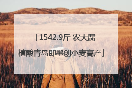 1542.9斤 农大腐植酸青岛即墨创小麦高产